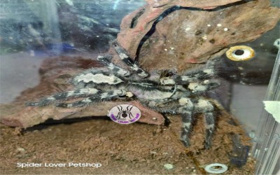 Poecilotheria regalis Female 13-14 cm tarantula